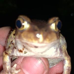 Meet your Posher, Austin